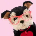 Studio Pets Плюшено куче Йоркширски териер с куфар и паспорт, Ромео, 16 см studio pets плюшено куче йоркширски териер с куфар и паспорт, ромео, 16 см 16