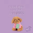 studio pets плюшено куче пудел в куфарче, бисквитка, 8 см 18