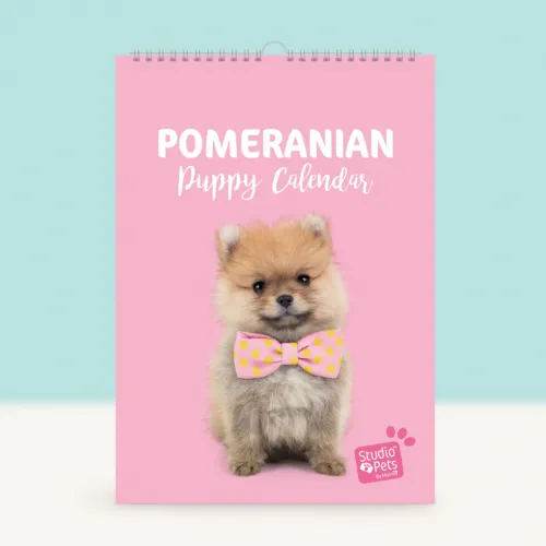 studio pets месечен планер със снимки, кученце померан 14