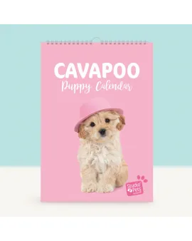 Studio Pets Месечен планер със снимки, Кученце Кавапу