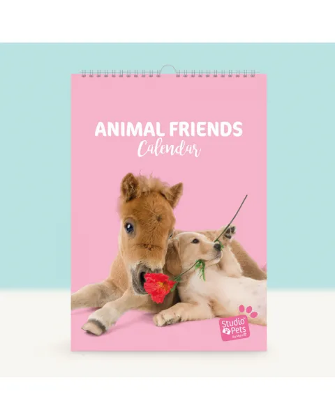studio pets месечен планер със снимки, британски котенца 35